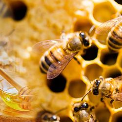 Química natural: o mel como o alimento mais resistente da história