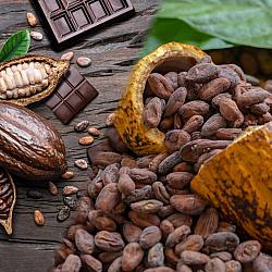 Bahia terá a maior fazenda de cacau do mundo e reforçará liderança no mercado global de chocolates