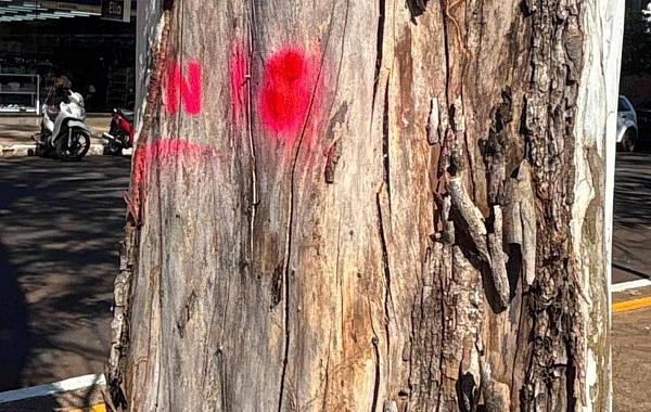 Prefeitura inicia plano de arborização para tornar Dourados mais verde e segura