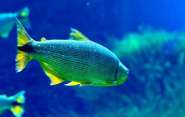 Bioparque Pantanal reforça conservação da maior planície alagada do mundo