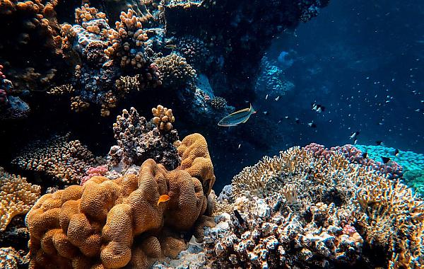 Estudo aponta, aquecimento dos mares provoca branqueamento em 80% dos recifes de coral do planeta