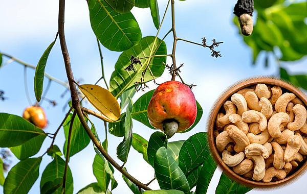 Novo alimento feito da castanha de caju ganha destaque na nutrição