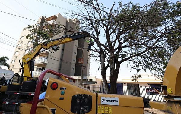 Prefeitura já removeu centenas de árvores condenadas e plantou mais de 700 mudas