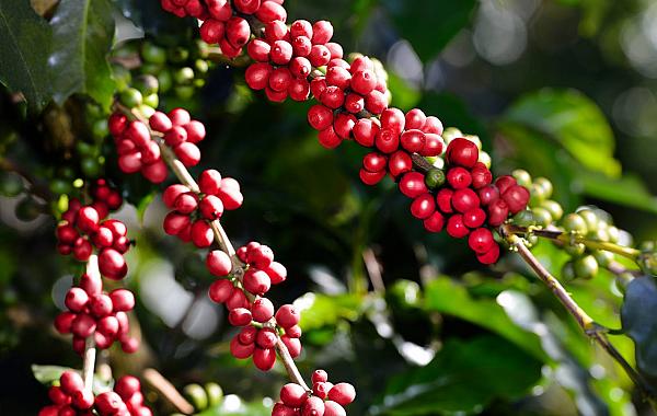 Alta do diesel pode elevar custo da colheita do café