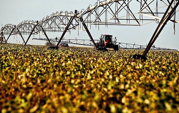 Soja sobe no mercado e anima produtores, mas desafios ainda preocupam no Brasil