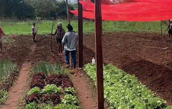 Projeto em aldeias indígenas de MS supera R$ 1 milhão em vendas com hortas agroecológicas