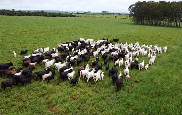 Frente fria acende alerta para risco de hipotermia em rebanhos e Iagro orienta produtores rurais em MS
