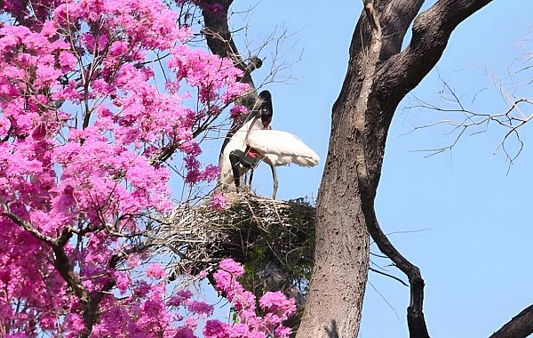 Pantanal será palco de intercâmbio internacional entre brasileiros e ingleses sobre clima e sustentabilidade