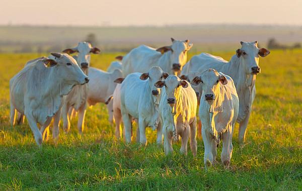 Onda de frio causa morte de bovinos e preocupa produtores em Mato Grosso do Sul