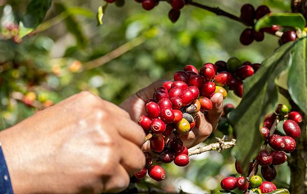 Chuvas travam colheita de café e pressionam preço do arábica