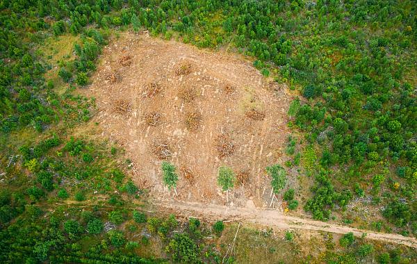 Brasil reduz desmatamento em 2025, mas Cerrado ainda lidera perda de vegetação