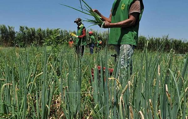 Mais da metade dos setores do agro registra queda e abril fecha com saldo negativo de empregos