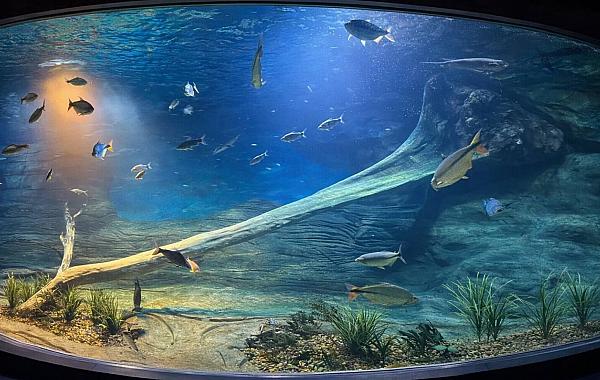 Sistema que mantém animais vivos no Bioparque custará R$ 8,1 milhões