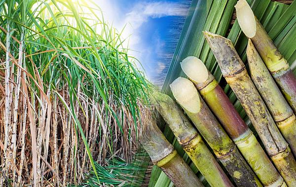 Mato Grosso do Sul fortalece setor sucroenergético com avanço da cana e investimentos em inovação