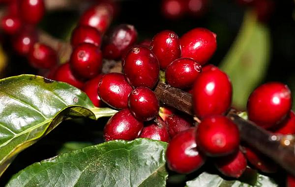 Aeronaves, óleo, café e carne estão fora do tarifaço imposto pelos EUA