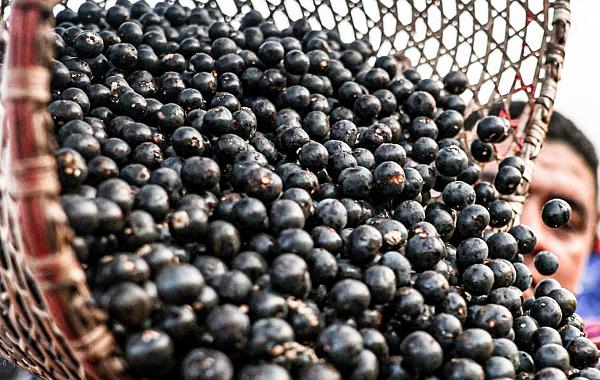 China facilita exportação de polpas e frutas congeladas brasileiras