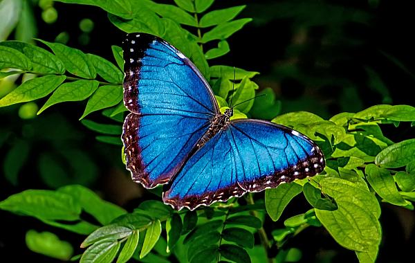 O azul das borboletas Morpho pode estar desaparecendo… descubra o motivo
