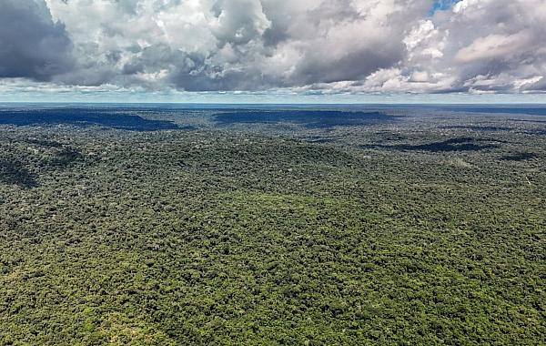 Reino Unido anuncia 400 mi de libras para Fundo Florestas Tropicais