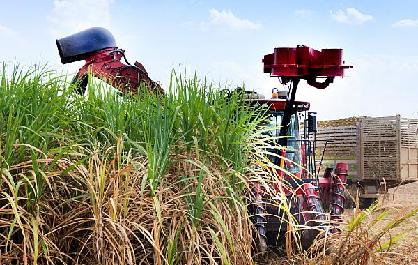 Mato Grosso do Sul amplia produção de cana e Nova Alvorada do Sul se destaca no país