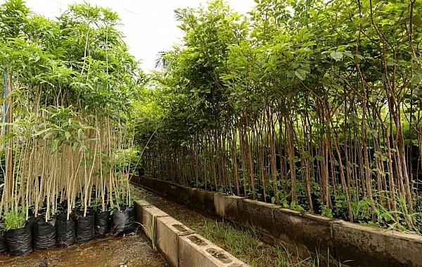 Parque do Lago recebe novas mudas em ação de arborização em Dourados