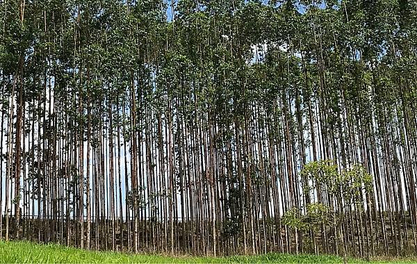 Área de florestas plantadas e valor da produção batem novo recorde em MS