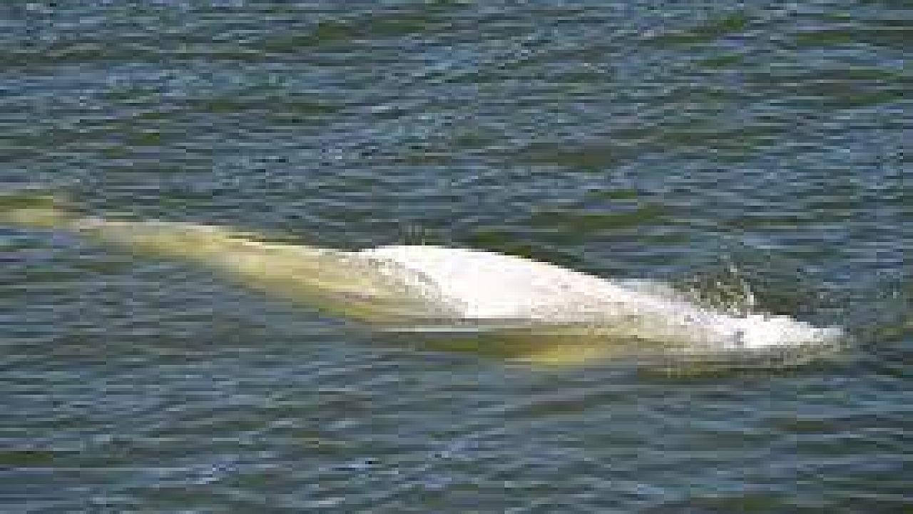 Morre beluga encalhada no rio Sena, próximo a Paris